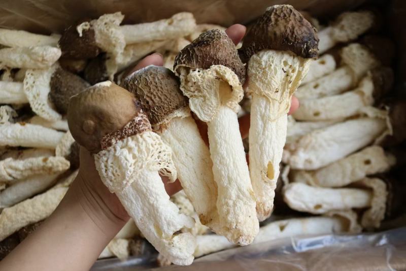 黑帽贵州野生竹荪新货回来统货有大有小这款性价比