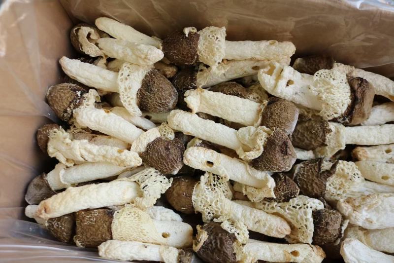 黑帽贵州野生竹荪新货回来统货有大有小这款性价比