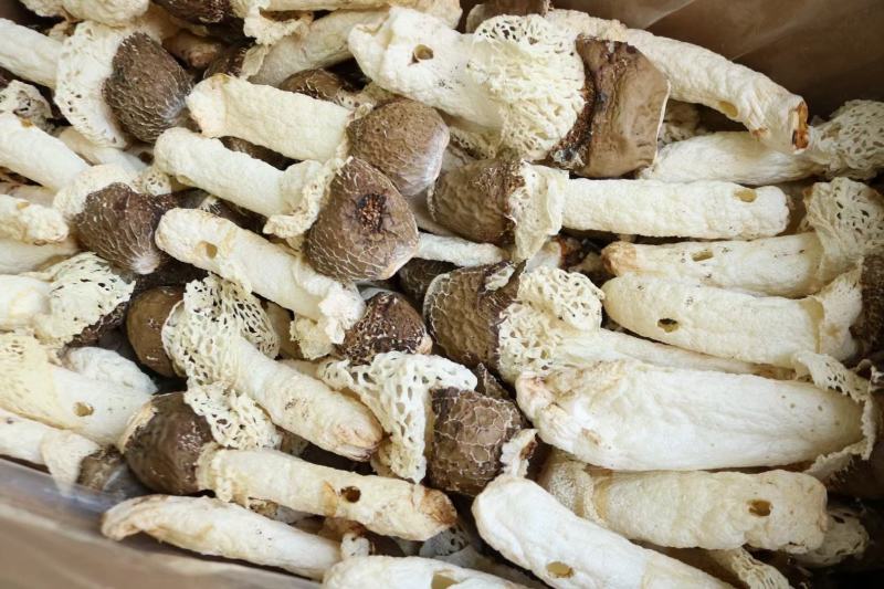 黑帽贵州野生竹荪新货回来统货有大有小这款性价比