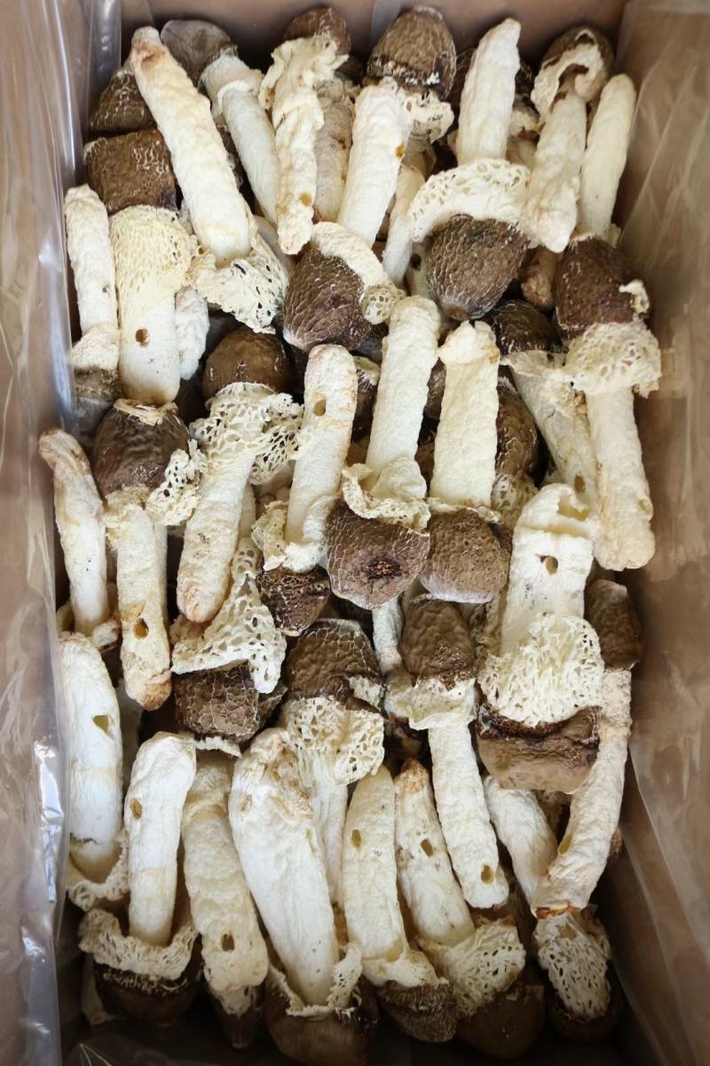黑帽贵州野生竹荪新货回来统货有大有小这款性价比