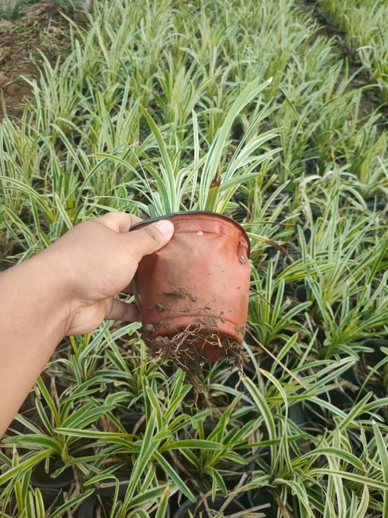 金边麦冬，规格齐全，一手货源，大量有货，基地直发
