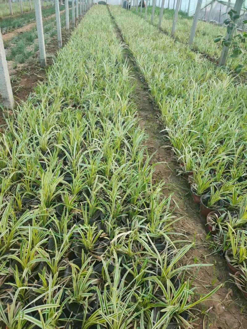 金边麦冬，规格齐全，一手货源，大量有货，基地直发