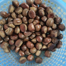 迁西老树板栗，果型饱满无内腐，肉黄皮溥