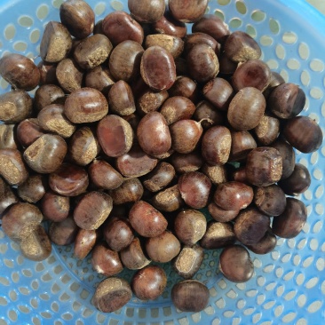 迁西老树板栗，果型饱满无内腐，肉黄皮溥