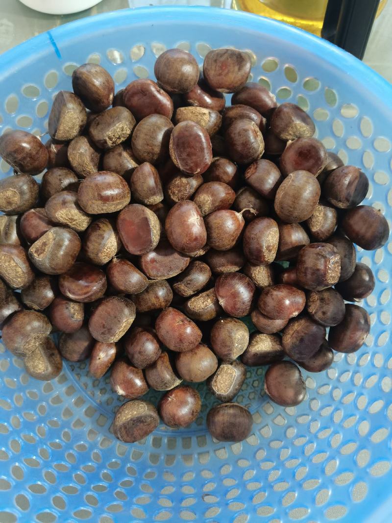 迁西老树板栗，果型饱满无内腐，肉黄皮溥