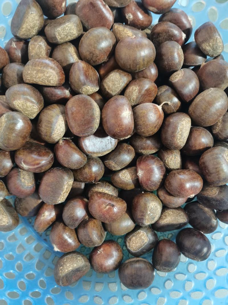 迁西老树板栗，果型饱满无内腐，肉黄皮溥
