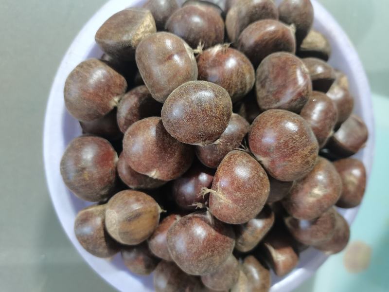 迁西老树板栗，果型饱满无内腐，肉黄皮溥