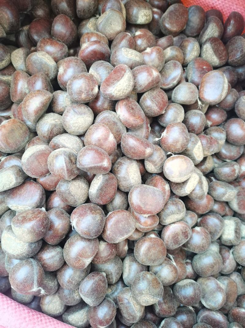 迁西老树板栗，果型饱满无内腐，肉黄皮溥