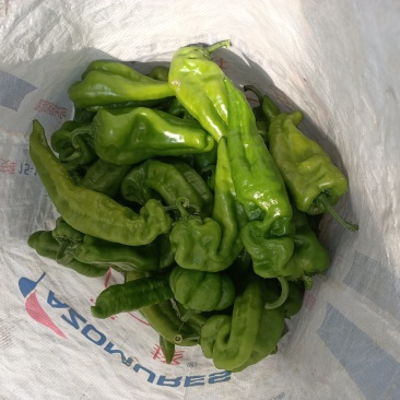 鲜辣椒