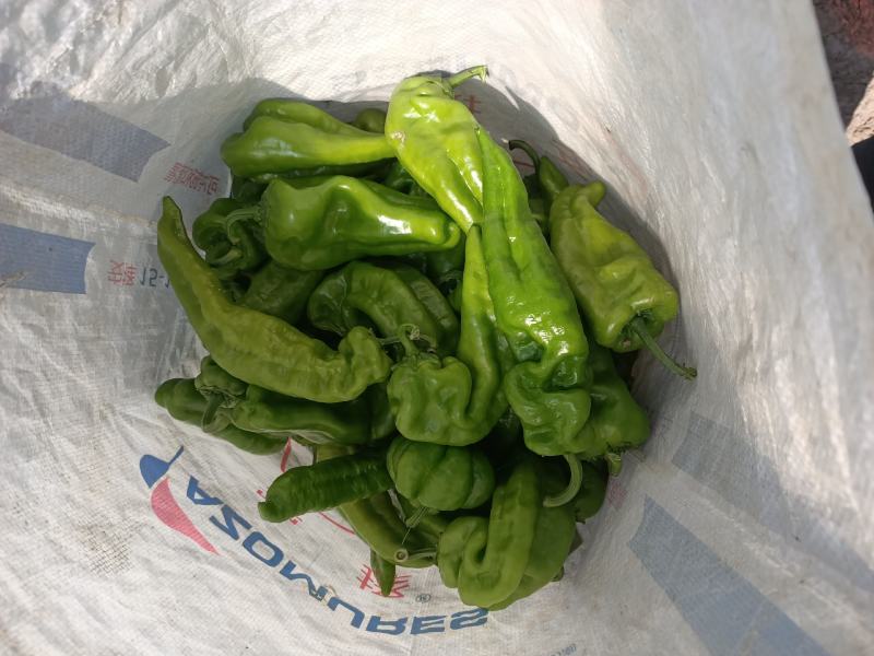鲜辣椒