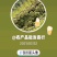 蒜薹