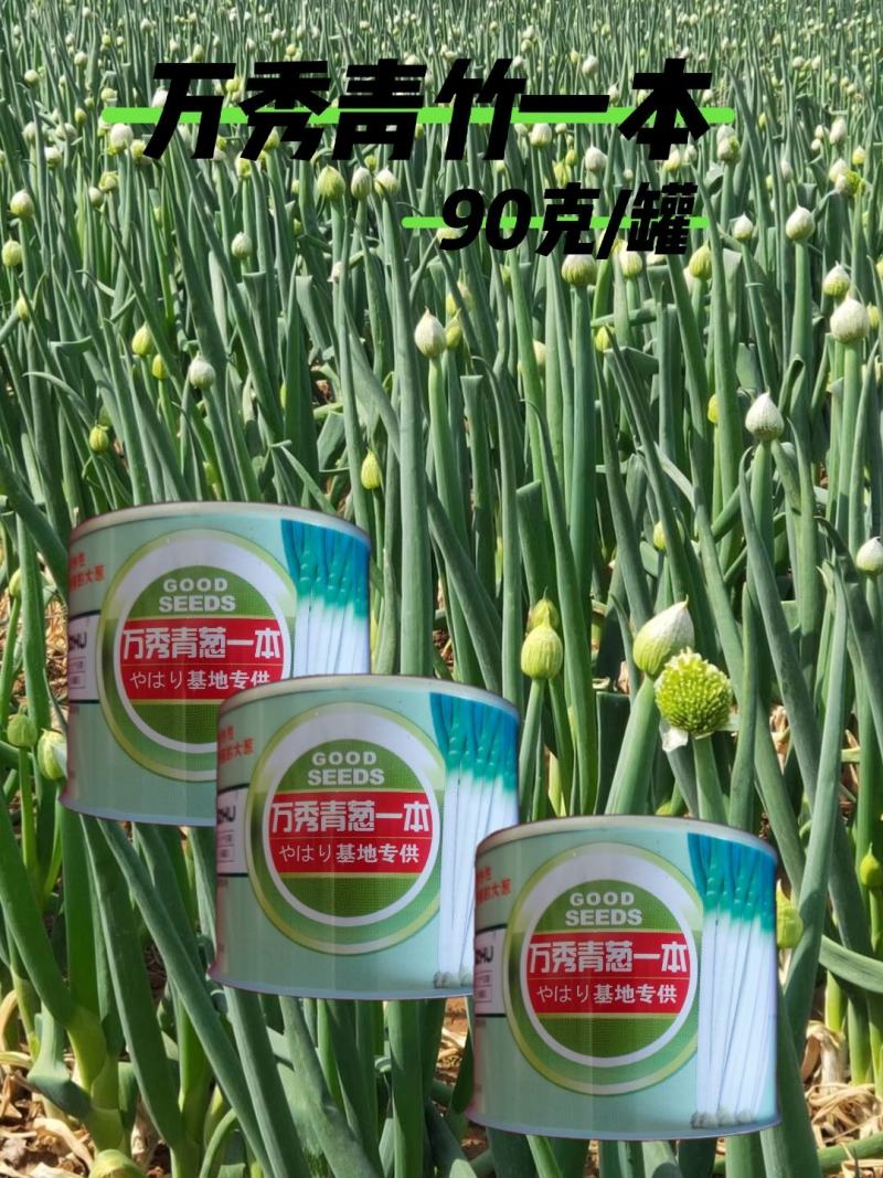 万秀青葱一本铁杆刚葱四季香葱一代种子厂家直销