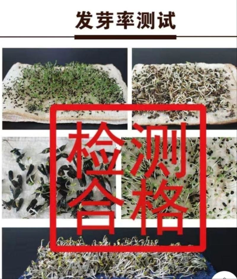 万秀青葱一本铁杆刚葱四季香葱一代种子厂家直销
