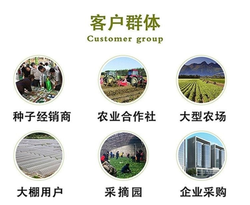 万秀青葱一本铁杆刚葱四季香葱一代种子厂家直销