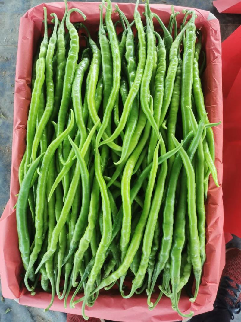 山东省费县大棚辣椒线椒大量上市