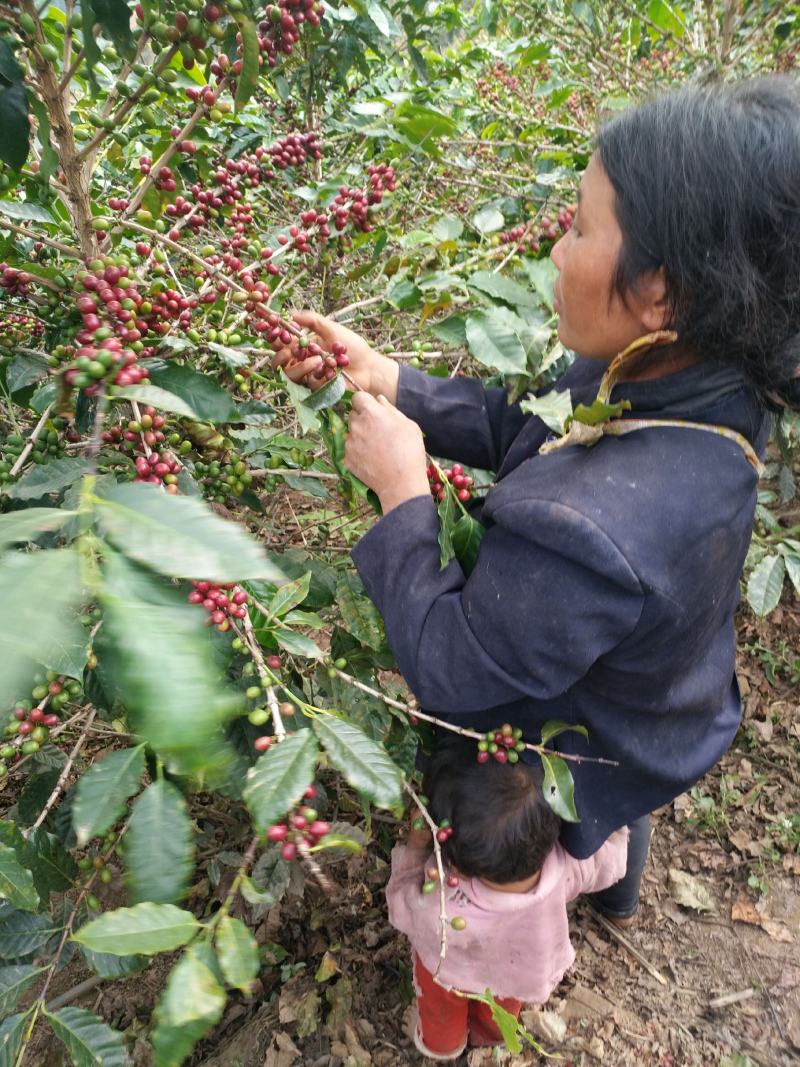 云南小粒咖啡咖啡咖啡豆黑咖啡厂家直销