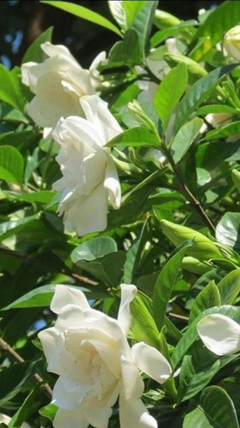 牡丹栀子花苗【重瓣大花，花很香】折花卖的桅子花品种