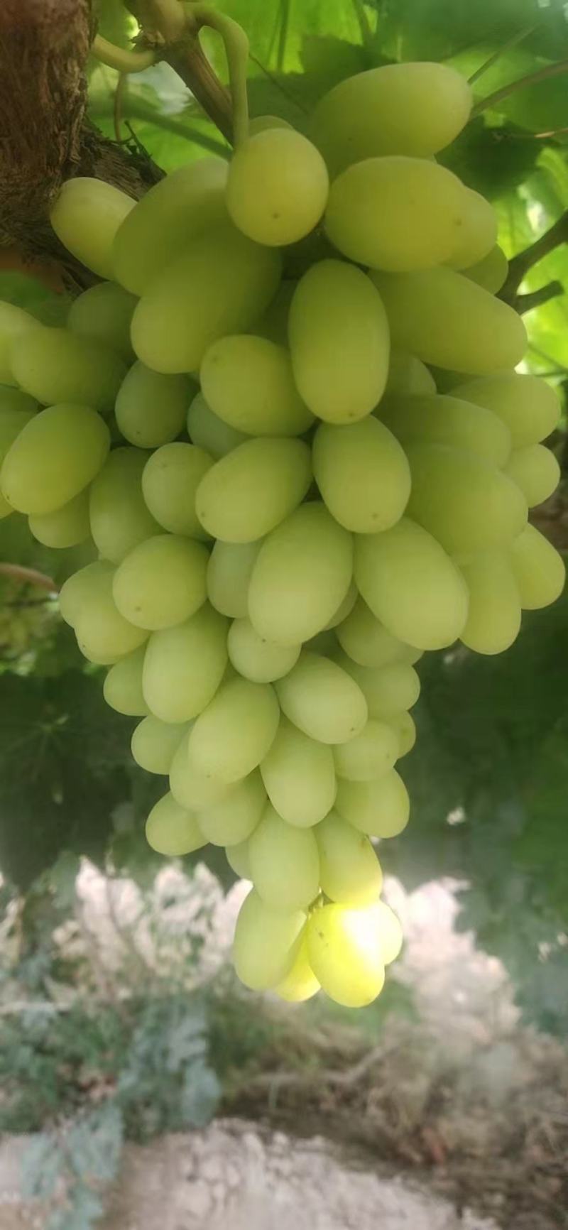 敦煌无核白葡萄大量上市，产地直销，保质保量，货源充足
