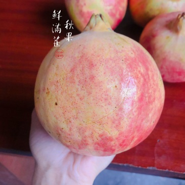 玉龙奉科美古地软籽石榴
