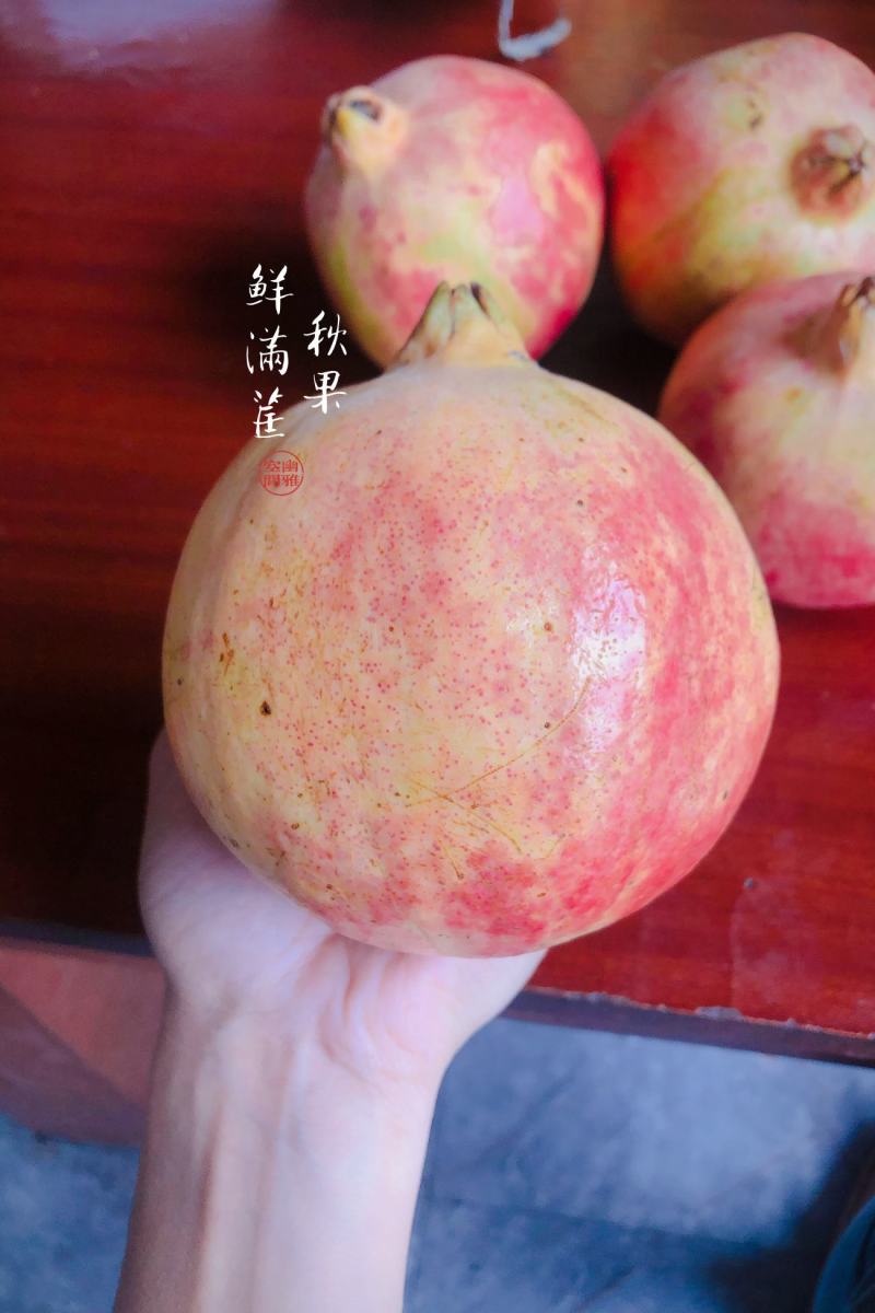 玉龙奉科美古地软籽石榴