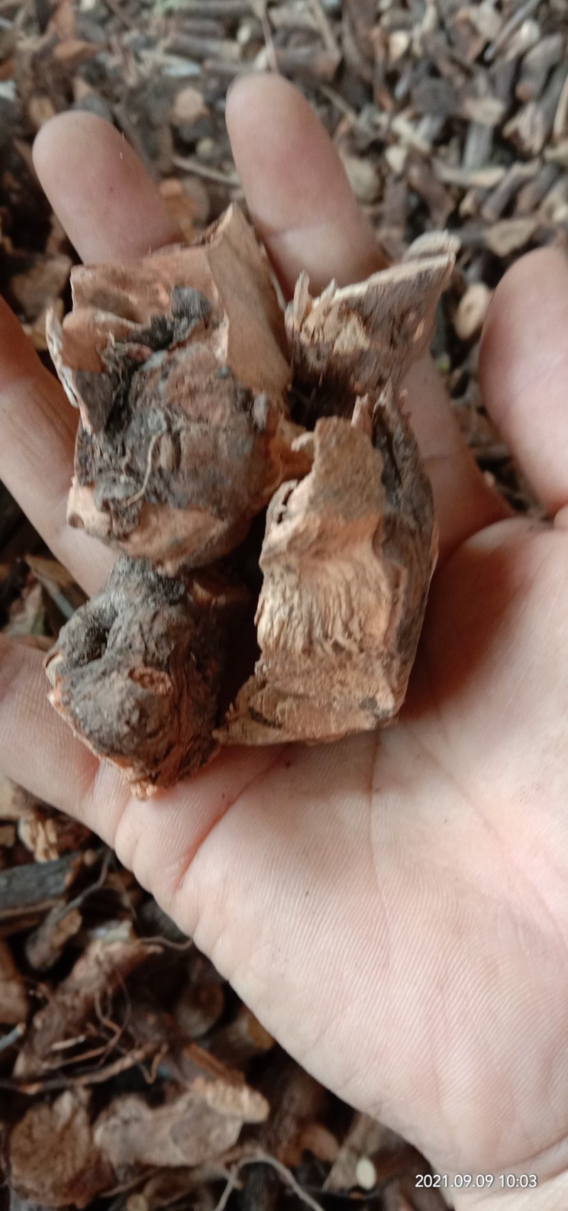 透骨香根，透骨草，新货味浓现货批发零售，可线上交易