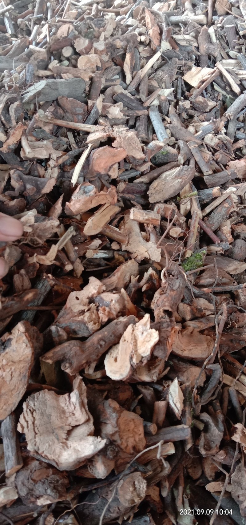 透骨香根，透骨草，新货味浓现货批发零售，可线上交易