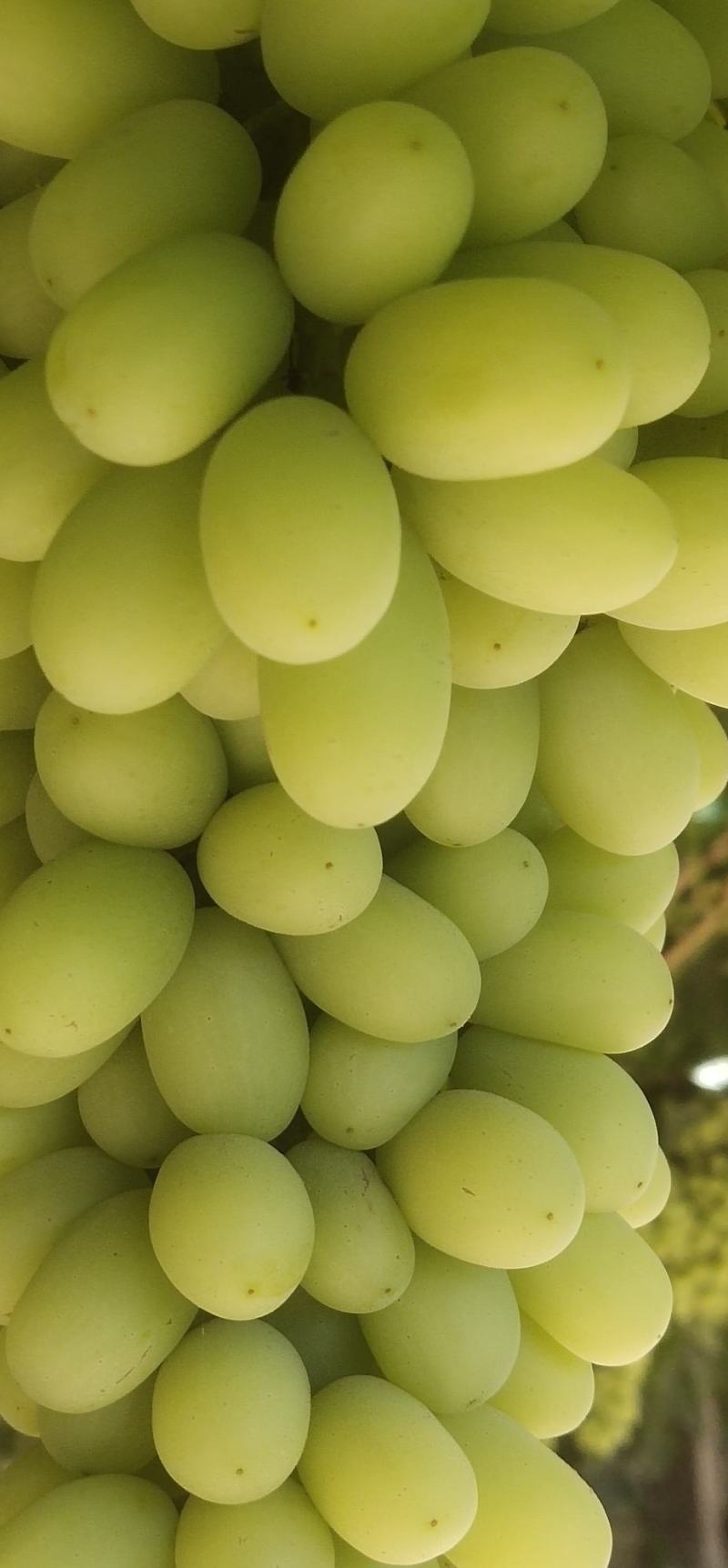 无核白葡萄