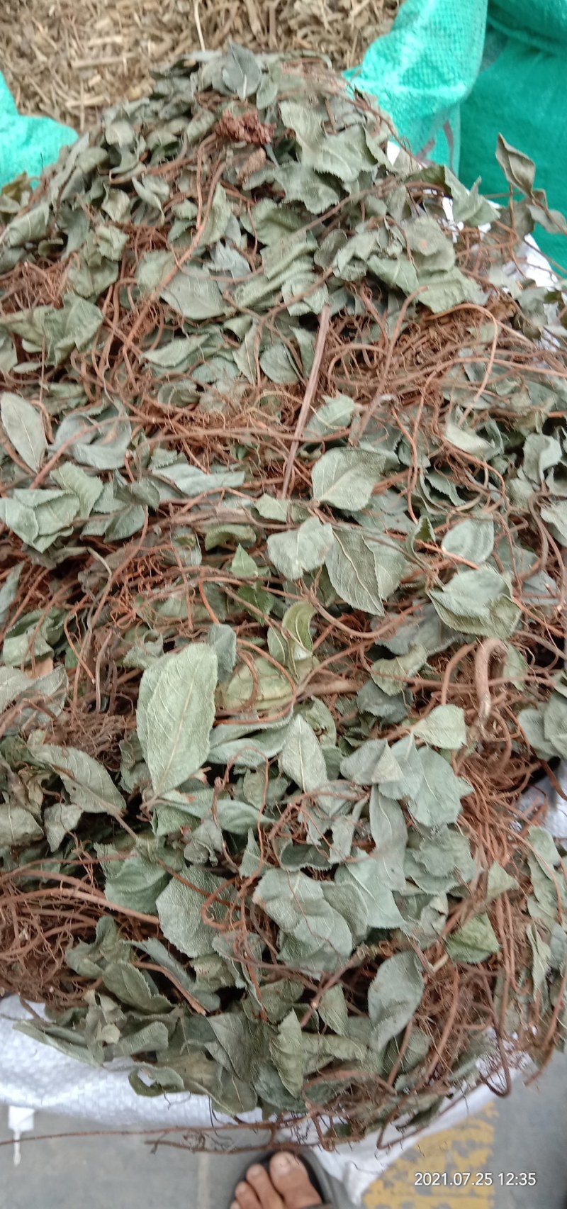 矮地茶，平地木，不出林