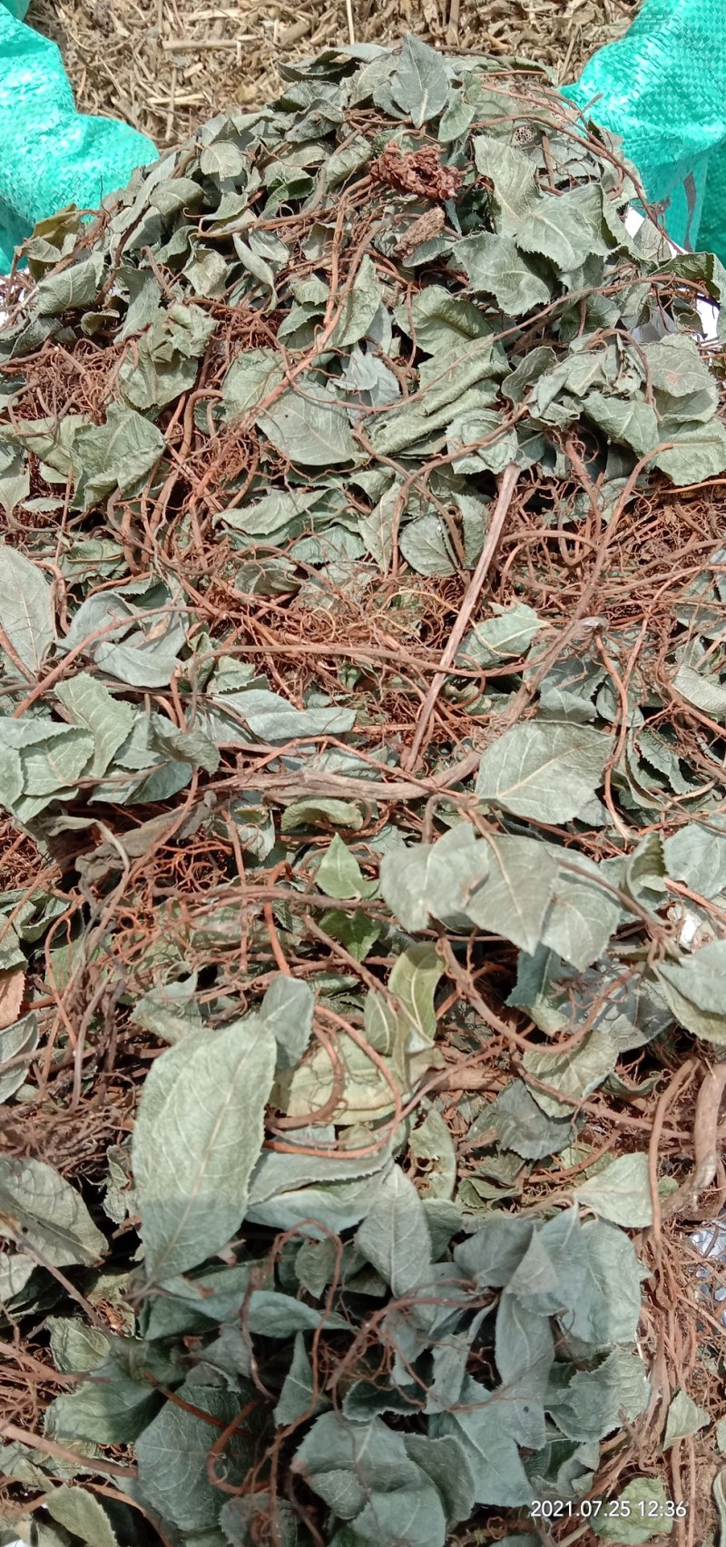矮地茶，平地木，不出林
