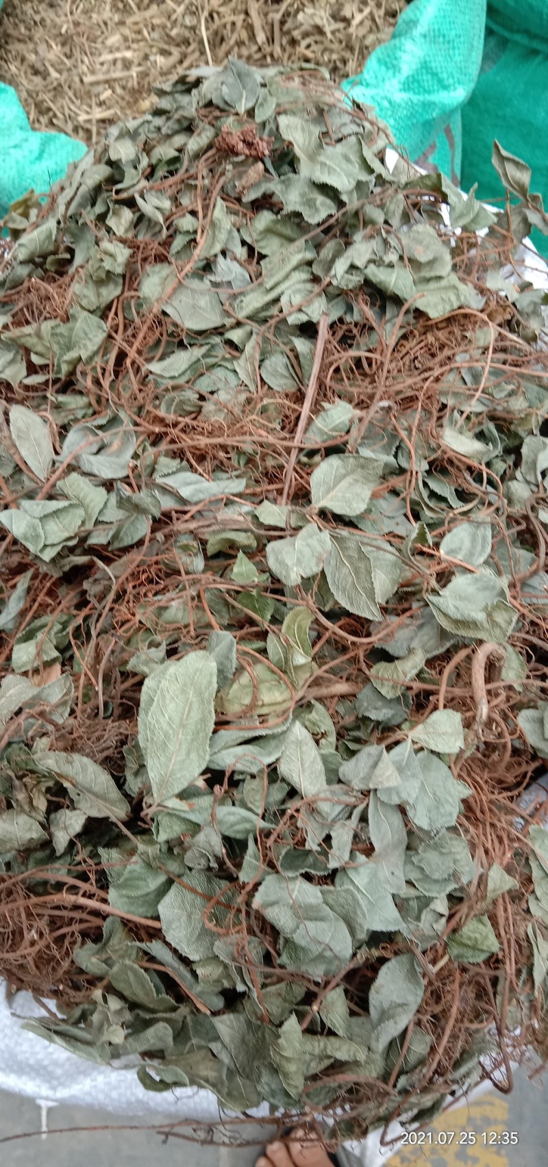 矮地茶，平地木，不出林