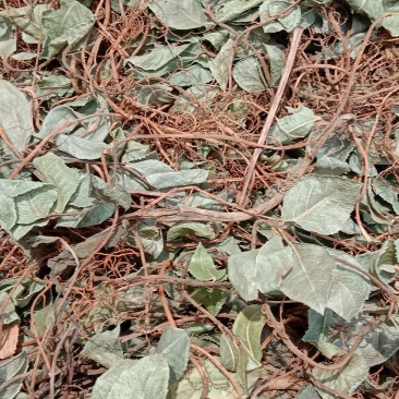矮地茶，平地木，不出林