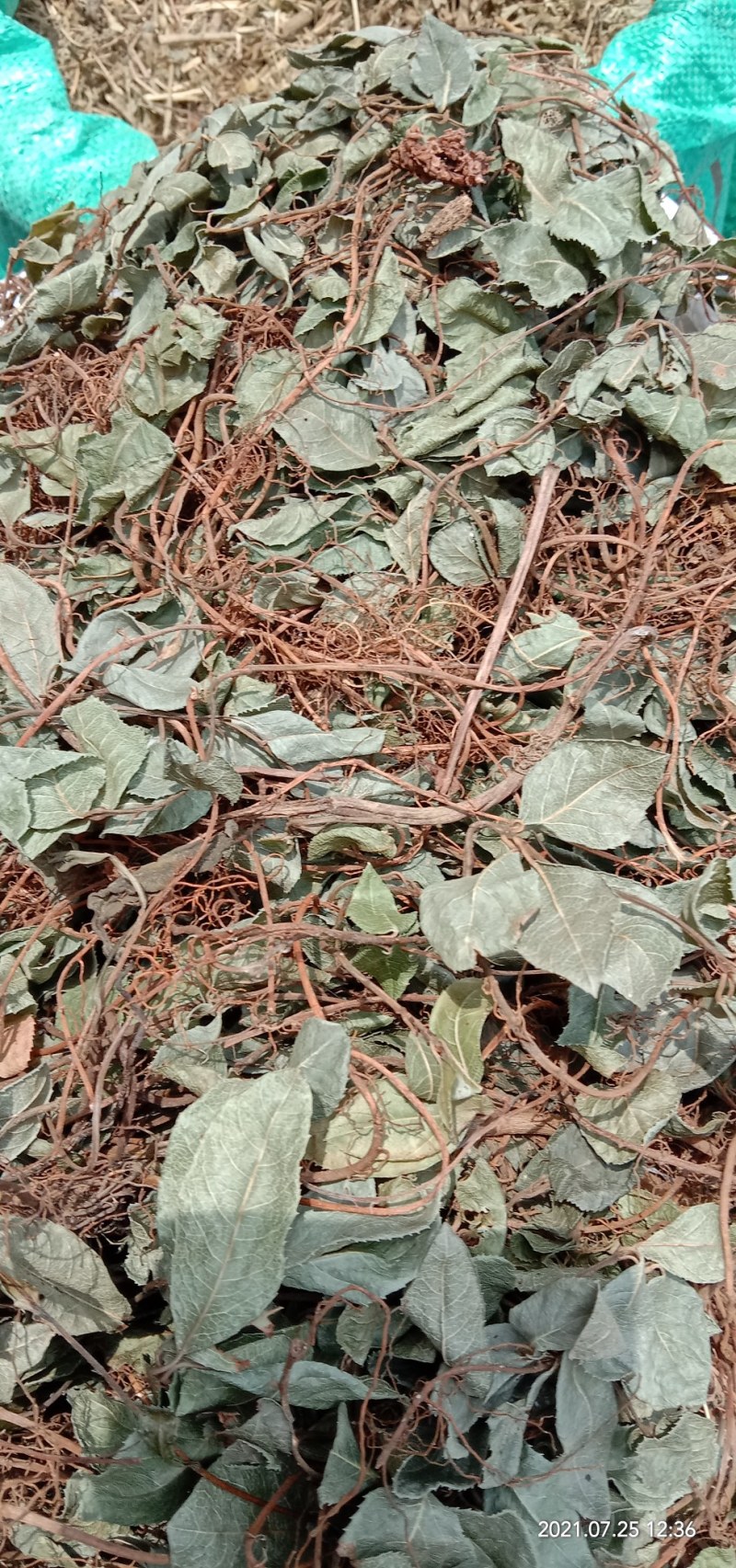 矮地茶，平地木，不出林