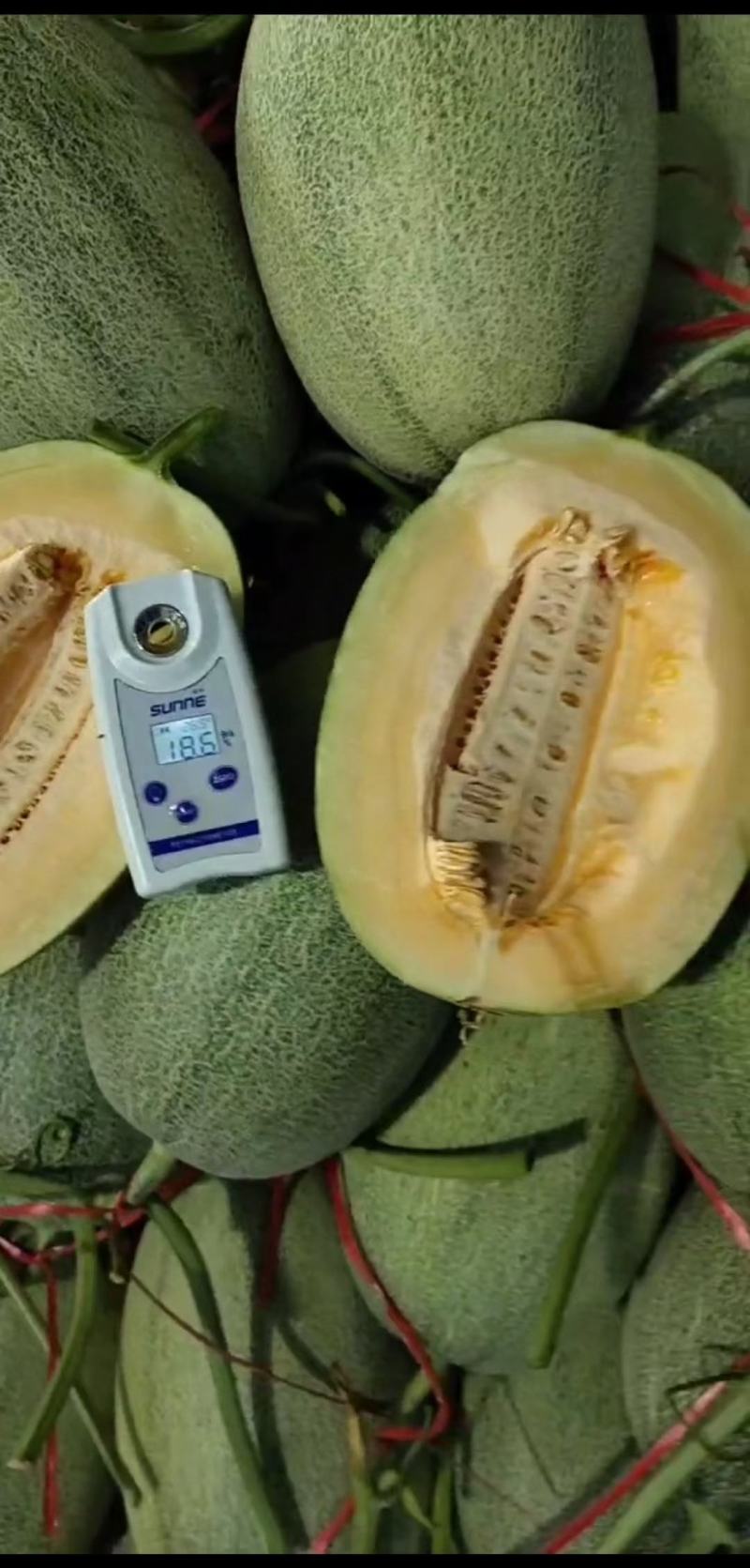 山东甜瓜小蜜25大量上市中，皮薄瓤红糖度高口感好