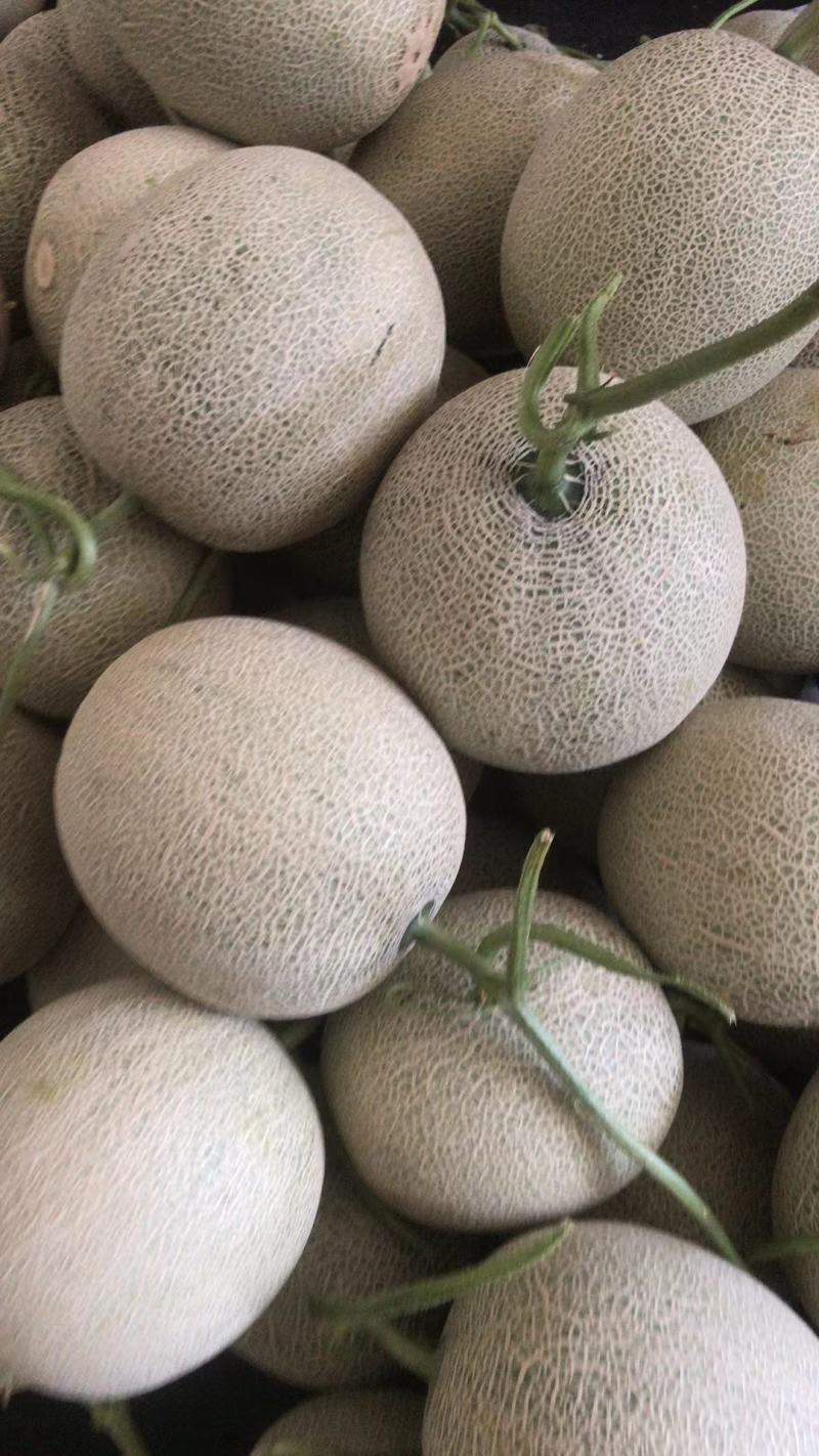 山东甜瓜小蜜25大量上市中，皮薄瓤红糖度高口感好