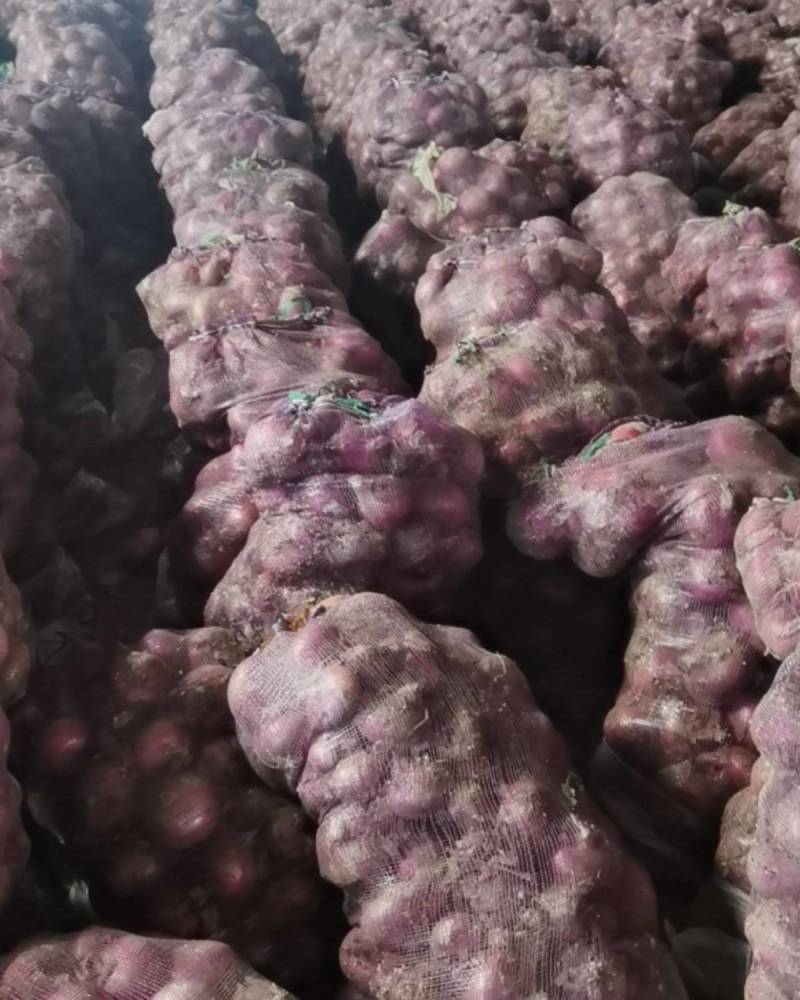 洋葱精品扁葱质量好价格合理全年批发有货欢迎采购