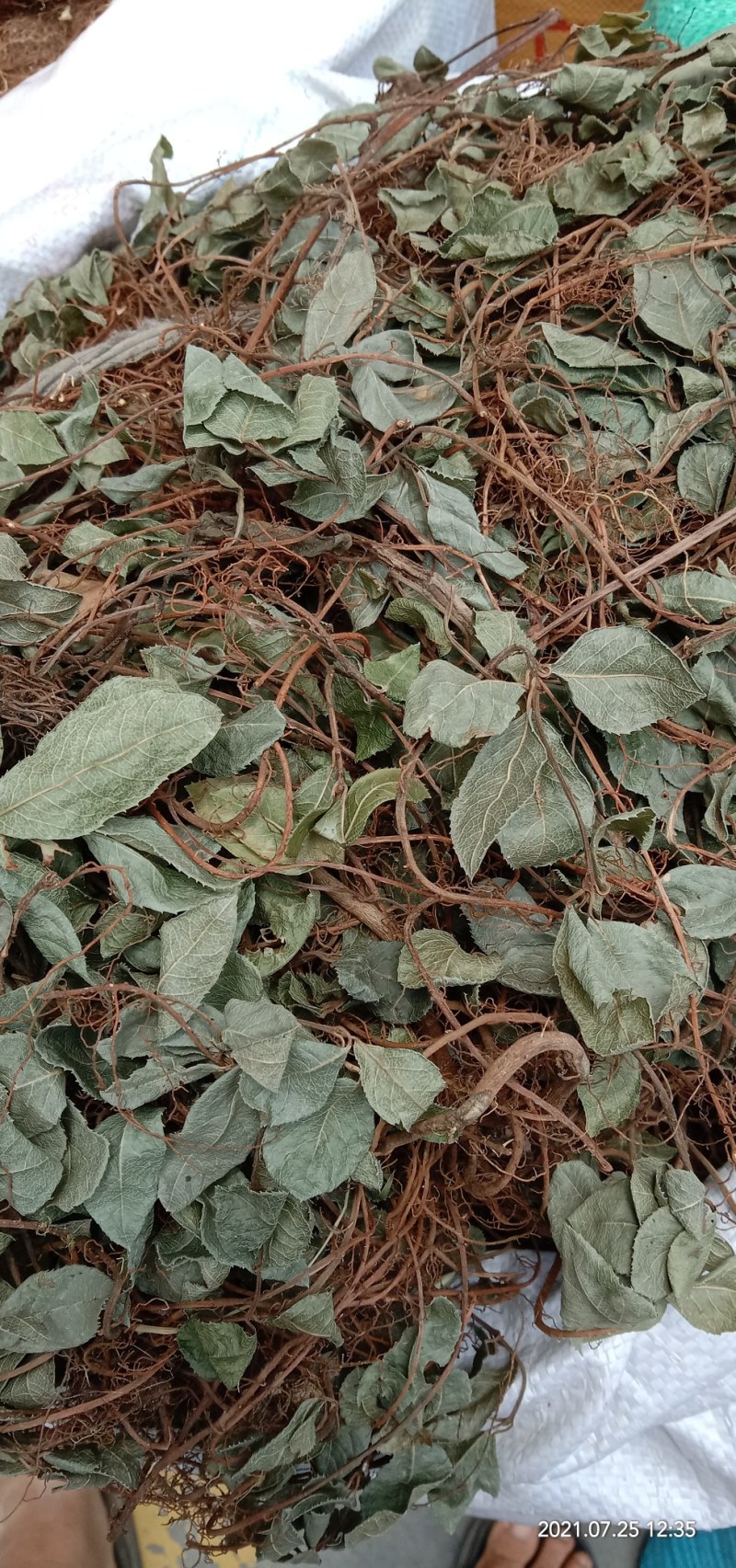 矮地茶，平地木，不出林