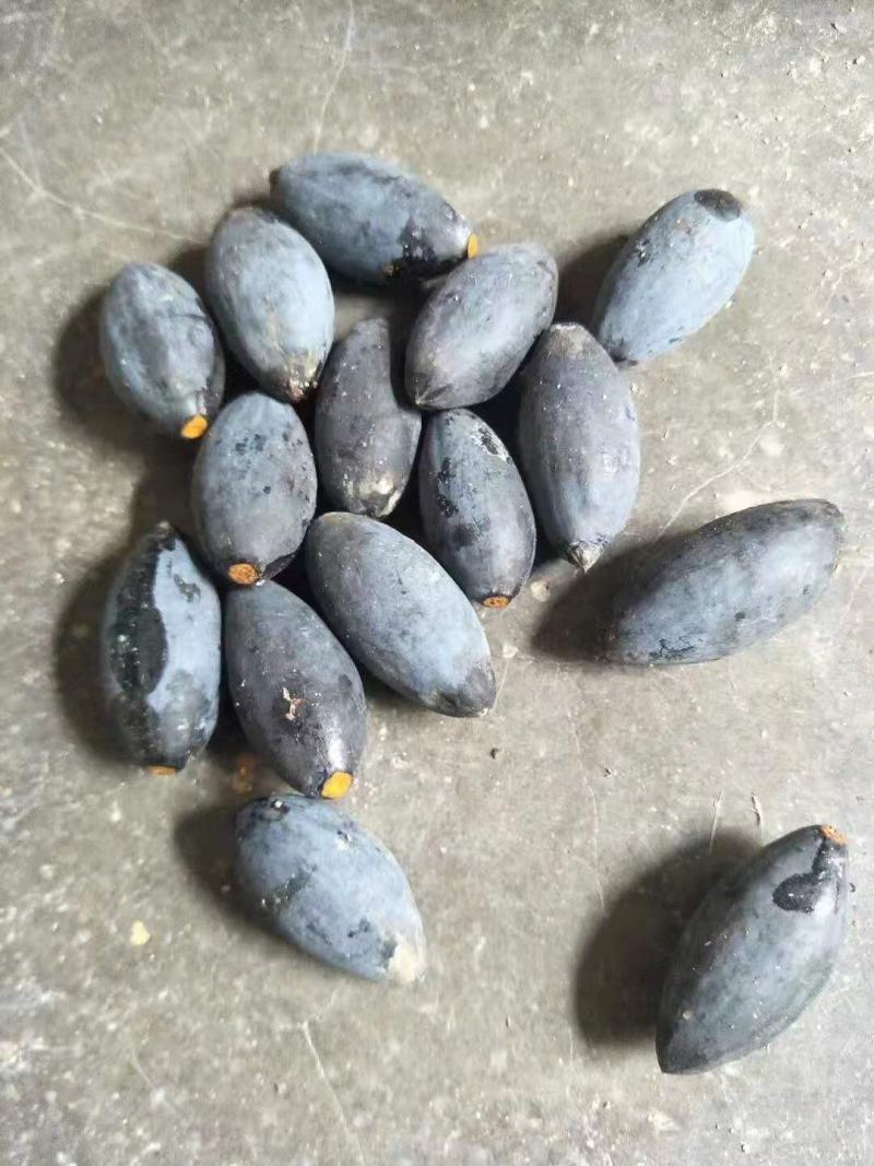 乌橄榄黑橄榄苗杯苗袋本地品种和吊思茅品种