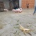 小猪仔