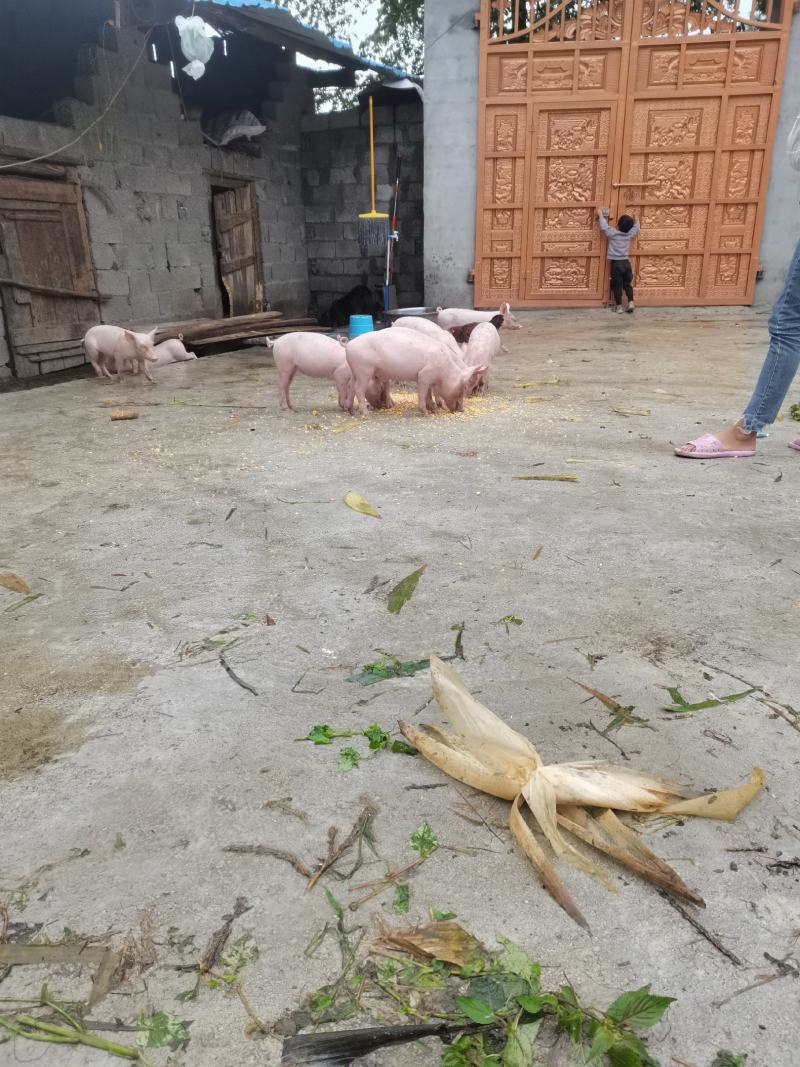 小猪仔