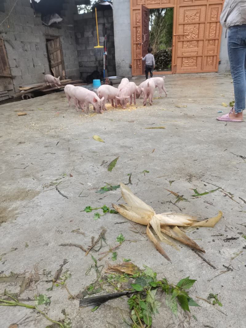 小猪仔