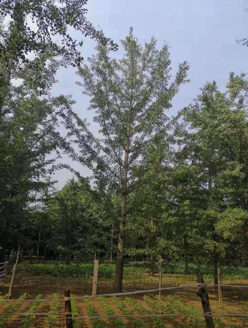 银杏15/18/20/22/30公分规格齐全大量出售精品