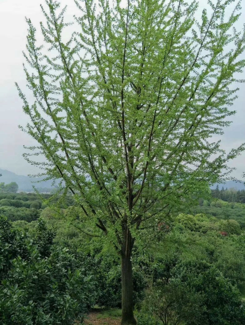 银杏15/18/20/22/30公分规格齐全大量出售精品