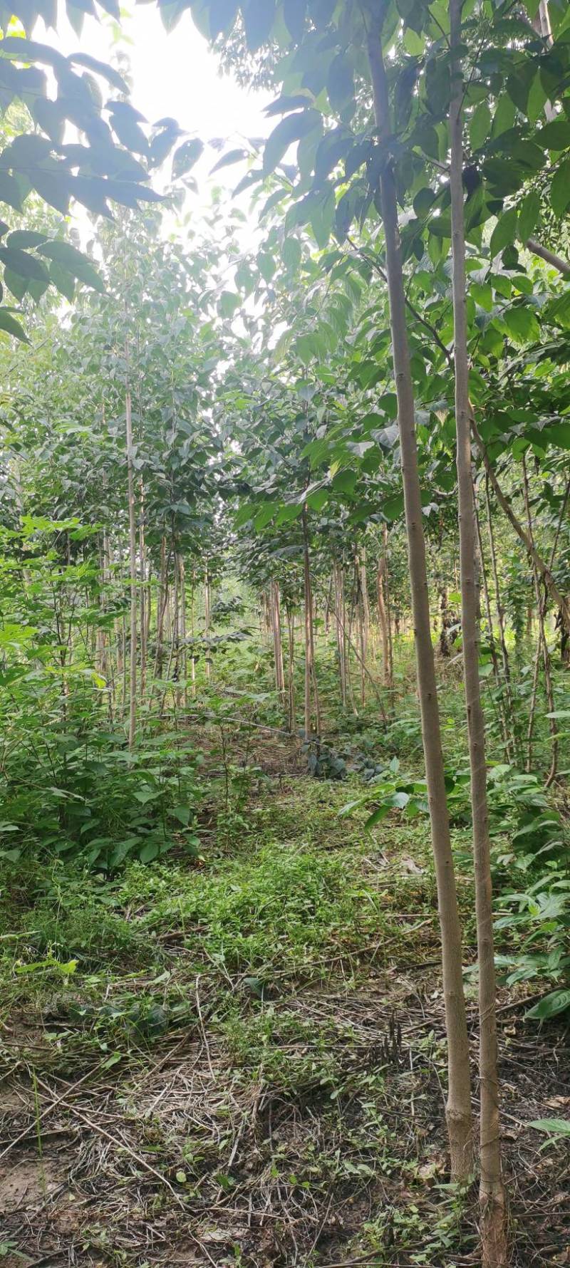河南长葛杜仲树基地1～6公分量大华仲5号