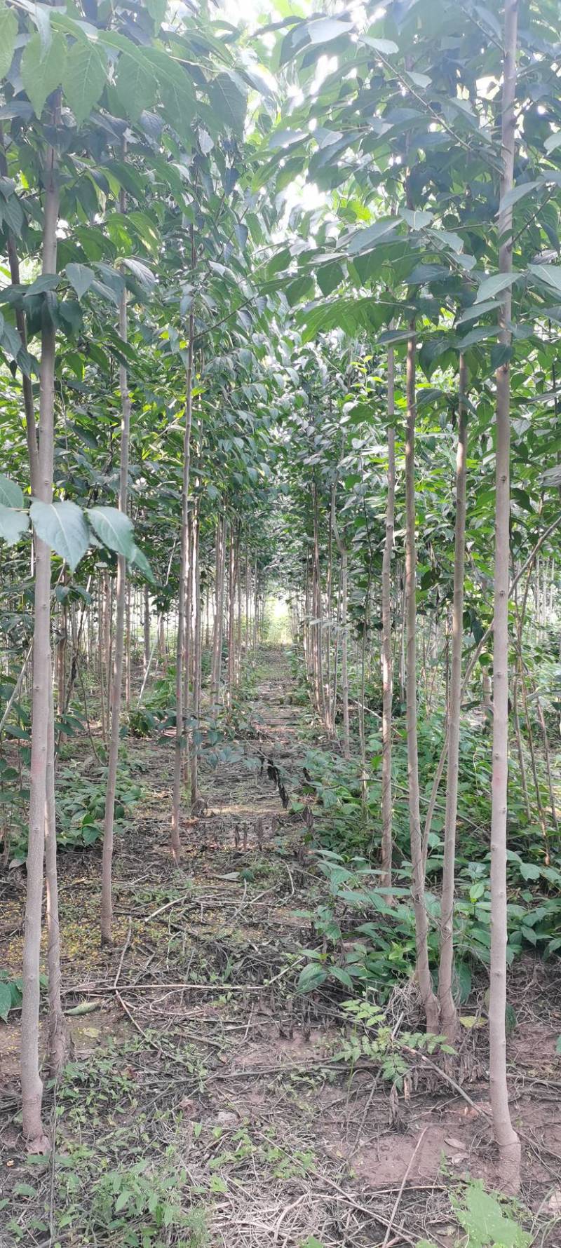 河南长葛杜仲树基地1～6公分量大华仲5号