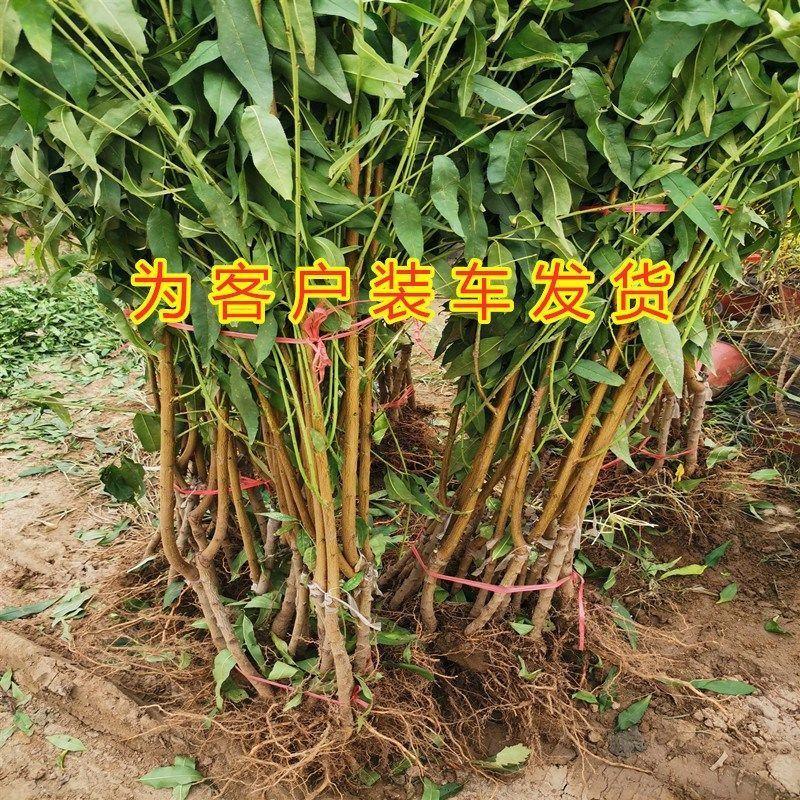 中国红桃王桃树苗甜脆果实特大九月底十月前成熟