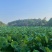 渝北铁山坪80亩农庄出租