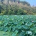 渝北铁山坪80亩农庄出租