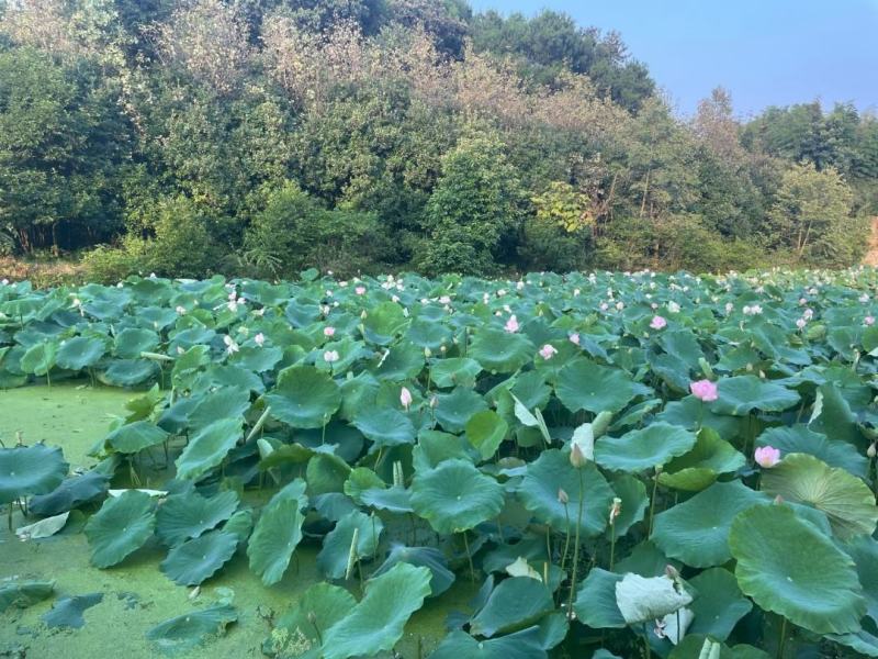 渝北铁山坪80亩农庄出租