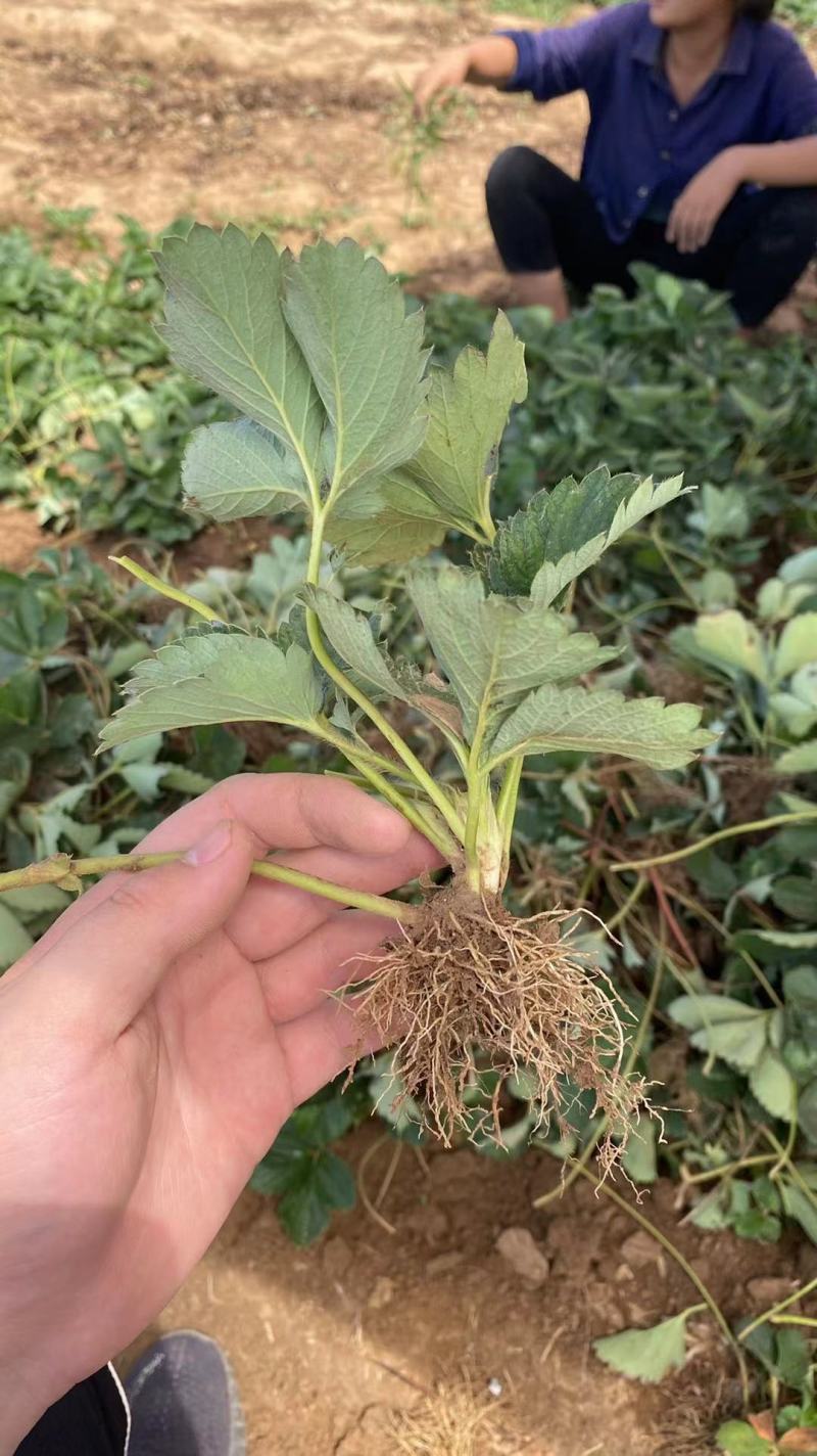 隋珠草莓苗香野草莓苗越秀草莓苗低温发货