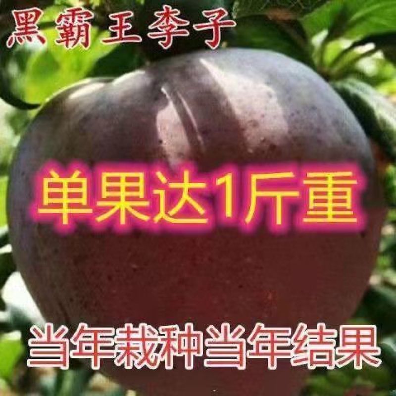 新品种黑霸王李子树苗蜂糖李子苗恐龙蛋黑布林李子苗当年结果